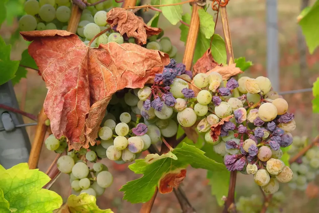 Dry grapes hanging from a vine with withered leaves, illustrating signs of neglect or dryness, symbolic of pet food concerns related to grape toxicity for dogs.
